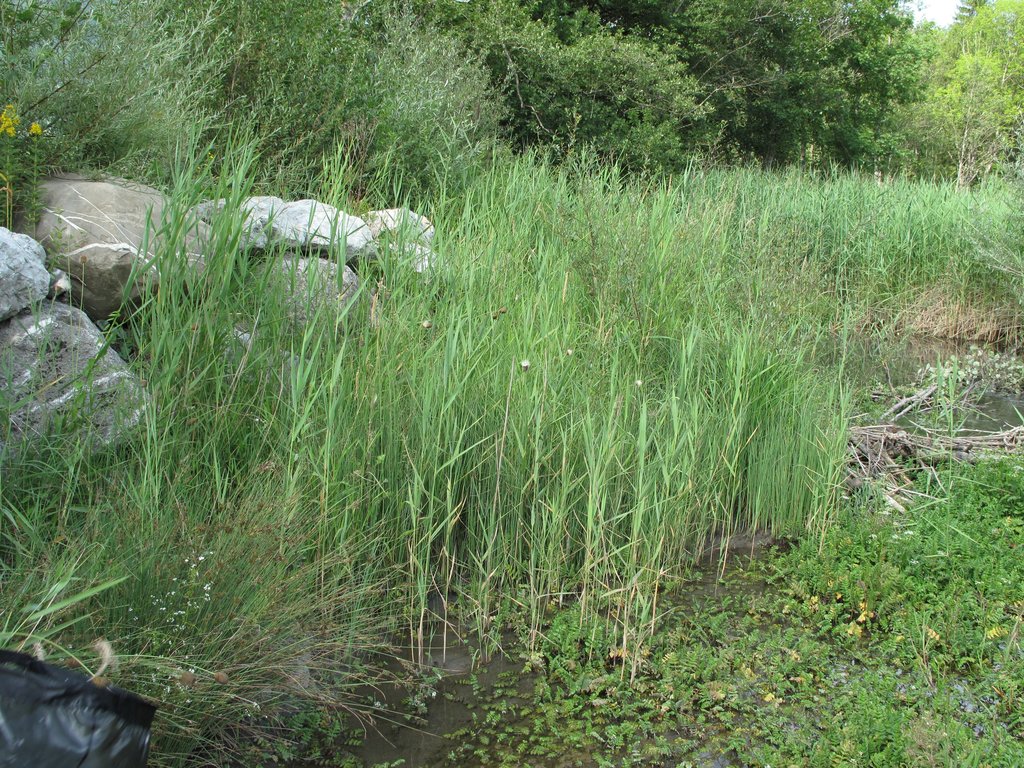 Typha minima